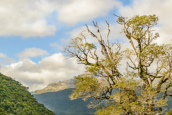 포토 JPG 해외이미지 나무 구름 계절 여행 백그라운드 자연 하늘 날씨 산 풍경 사람없음 야외 환경 미국 숲 장면 칠레 남쪽 내추럴 해외202004 해외포토 자연요소 식물 북아메리카 남아메리카 방향 생태계 파일형식 이미지허브