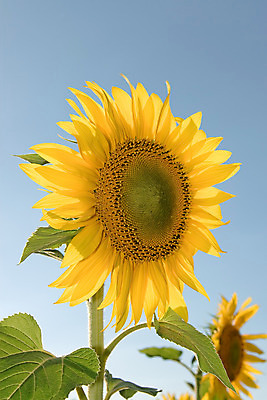 포토 JPG 해외이미지 잎 자연 해바라기 사람없음 맑음 스페인 내추럴 해외202004 해외포토 식물 꽃 유럽 날씨 생태계 파일형식 이미지허브