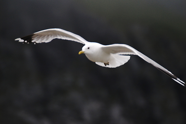 포토 JPG 해외이미지 갈매기 조류 노르웨이 사람없음 만들기 해외202004 해외포토 동물 유럽 모션 파일형식 이미지허브