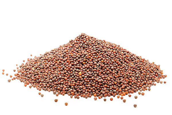 포토 JPG 해외이미지 사람없음 흰색 낟알 향신료 겨자씨 해외202004 해외포토 컬러 씨앗 향미료 파일형식 이미지허브