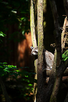 포토 JPG 해외이미지 동물 1 응시 공원 얼굴 야생동물 포유류 포옹 자연 수염 털 동물원 가면 앉기 사람없음 야외 머리 검은색 흰색 닫기 숲 작음 모피 호기심 코 육식동물 내추럴 동물상 해외202004 해외포토 시선 공공시설 감정 컬러 컨셉 안기 모션 신체부위 조형물 크기 생태계 파일형식 이미지허브
