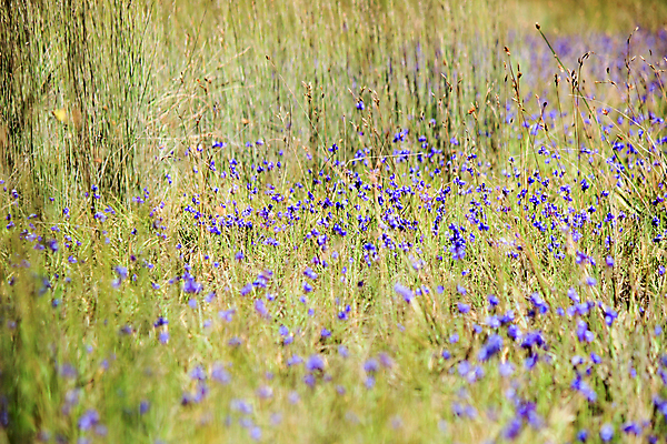 포토 JPG 해외이미지 식물 꽃 태국 자연 국립공원 사람없음 초록색 보라색 숲 제비꽃 자연백그라운드 해외202004 해외포토 공원 아시아 컬러 백그라운드 생태계 파일형식 이미지허브