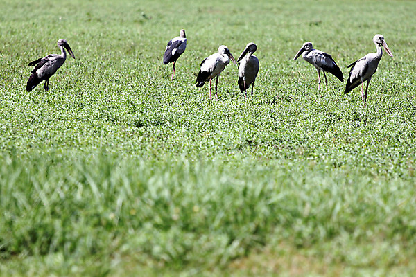 포토 JPG 해외이미지 날개 자연 조류 하늘 풍경 사람없음 여름 반려동물 햇빛 맑음 깃털 부리 내추럴 해외202004 해외포토 동물 계절 날씨 태양 생태계 파일형식 이미지허브