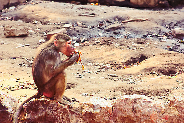 포토 JPG 해외이미지 동물 계절 공원 아시아 여행 백그라운드 포유류 아프리카 자연 생물 동물원 이집트 종류 미술 사람없음 야외 반려동물 환경 원숭이 황무지 숲 모피 유인원 포트폴리오 해외202004 해외포토 공공시설 나라 문화예술 생태계 파일형식 이미지허브