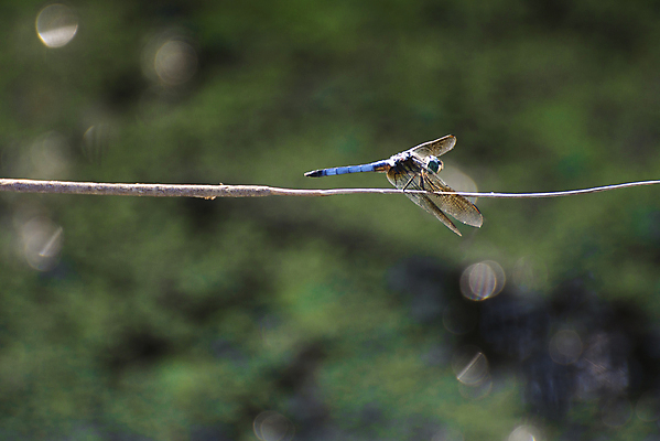 포토 JPG 해외이미지 곤충 백그라운드 날개 자연 사람없음 초록색 닫기 잠자리 묘사 해외202004 해외포토 동물 컬러 모션 생태계 파일형식 이미지허브