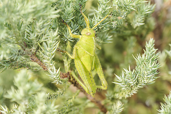 포토 JPG 해외이미지 식물 동물 야생동물 곤충 백그라운드 잎 절지류 날개 자연 생물 안테나 종류 사람없음 야외 초록색 여름 컬러풀 머리 환경 정원 나뭇가지 해충 벌레 큼 묘사 메뚜기 내추럴 귀뚜라미 해외202004 해외포토 나무 계절 컬러 통신 신체부위 크기 생태계 파일형식 이미지허브