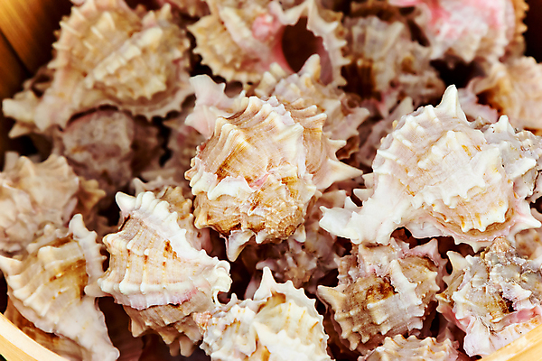 포토 JPG 해외이미지 모양 동물 바다 백그라운드 패턴 자연 조개 연체동물 나선형 사람없음 컬러풀 갈색 껍질 흰색 시장 산호 소라 오브젝트 질감 내추럴 해외202004 해외포토 컬러 무늬 어패류 무척추동물 자포동물 생태계 파일형식 이미지허브