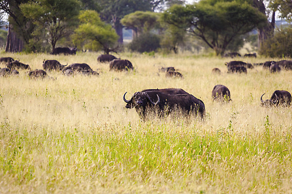 포토 JPG 해외이미지 나무 식물 야생동물 포유류 아프리카 건조 뿔 사람없음 초록색 갈색 노란색 회색 황무지 방목 동물상 탄자니아 해외202004 해외포토 동물 나라 컬러 조형물 축산업 파일형식 이미지허브