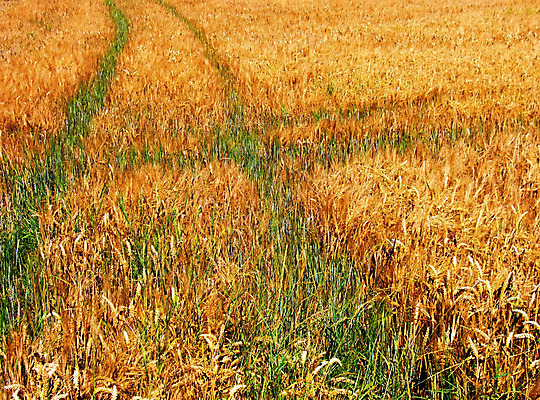 포토 JPG 해외이미지 식물 계절 음식 빵 줄기 백그라운드 밭 농업 자연 하늘 건강 옥수수 씨앗 풍경 사람없음 야외 여름 농작물 농장 농경지 노란색 수확 성장 시골 황금 낟알 땅 시리얼 밀 굽기 보리 귀 밀가루 장면 스파이크 밀짚 내추럴 밭일 숙성 호밀 해외202004 해외포토 산업 컬러 곡류 신체부위 짚 가루 구이 생태계 파일형식 이미지허브