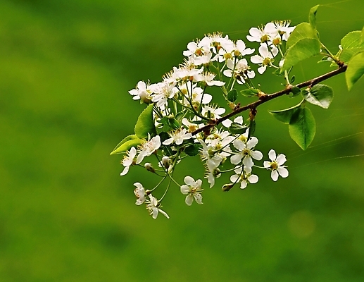 포토 JPG 해외이미지 나무 식물 계절 공원 꽃잎 꽃 백그라운드 잎 꽃무늬 자연 하늘 풍경 사람없음 야외 초록색 컬러풀 환경 정원 맑음 봄 성장 벚꽃 흰색 나뭇가지 시골 신선 개화 체리 닫기 4월 묘사 원예 부드러움 내추럴 해외202004 해외포토 공공시설 컬러 무늬 과일 모션 날씨 취미 감각 날짜 생태계 파일형식 이미지허브