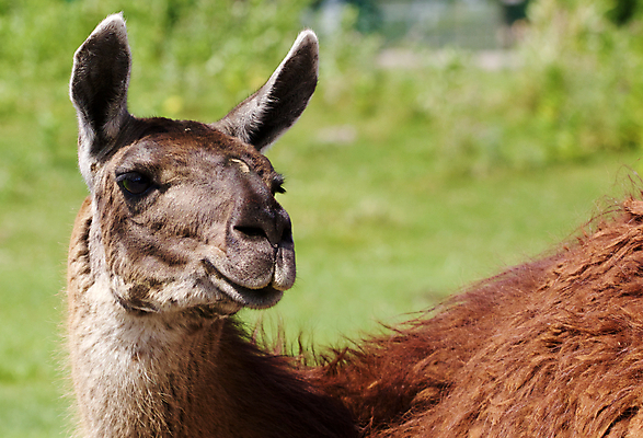 포토 JPG 해외이미지 동물 포유류 사람없음 군중 낙타 부드러움 양모 소셜 지능 해외202004 해외포토 사람 직물 감각 파일형식 이미지허브
