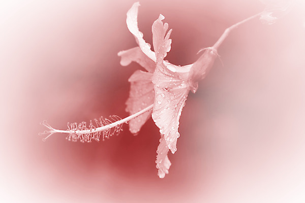 포토 JPG 해외이미지 식물 디자인 꽃 분홍색 꽃다발 백그라운드 컨셉 꽃무늬 일러스트 자연 벽지 추상 수채화 선물 사람없음 빨간색 초록색 물 장미 우주 벚꽃 흰색 신선 최고 다발 만족 보케 아로마 부드러움 공상 파스텔톤 필터 스타일 해외202004 해외포토 자연요소 감정 컬러 무늬 감각 생태계 파일형식 이미지허브