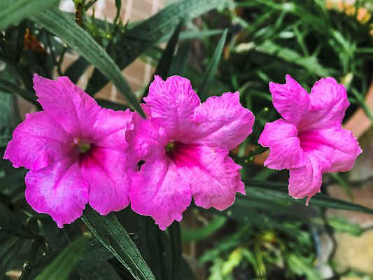 포토 JPG 해외이미지 나무 식물 꽃잎 꽃 분홍색 백그라운드 잎 꽃무늬 자연 사람없음 장식 빨간색 초록색 컬러풀 정원 검은색 어둠 사막 벚꽃 개화 진달래 내추럴 해외202004 해외포토 컬러 무늬 생태계 파일형식 이미지허브