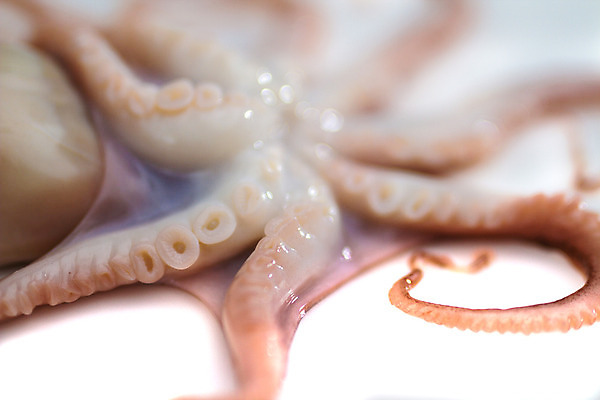 포토 JPG 해외이미지 동물 음식 바다 백그라운드 패턴 재료 부분 자연 낚시 생물 잉크 나선형 건강 육류 어류 요리 사람없음 가로 빨간색 물 보라색 흰색 신선 맛 해산물 오브젝트 오징어 날것 냄새 문어 촉수 내추럴 고립 해외202004 해외포토 자연요소 컬러 컨셉 무늬 식재료 레저 연체동물 수중동물 생태계 파일형식 이미지허브