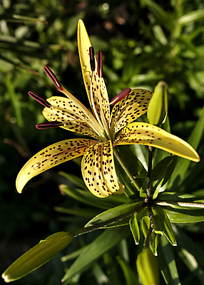 포토 JPG 해외이미지 식물 꽃잎 꽃 줄기 잎 꽃무늬 아침 발렌타인데이 사람없음 물 빛 노란색 정원 활발 젖음 벚꽃 나뭇가지 신선 호랑이 우아함 떨어짐 이슬 백합 묘사 싱글 내추럴 꽃수술 막자 해외202004 해외포토 주간 자연요소 나무 컬러 컨셉 무늬 포유류 데이이벤트 파일형식 이미지허브