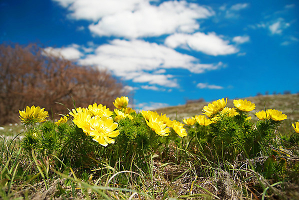 포토 JPG 해외이미지 식물 구름 계절 꽃 백그라운드 잎 꽃무늬 밭 자연 하늘 날씨 풍경 잔디 사람없음 야외 초록색 여름 파란색 컬러풀 태양 농장 노란색 환경 봄 성장 벚꽃 시골 땅 장면 내추럴 수평선 해외202004 해외포토 자연요소 컬러 무늬 농업 생태계 파일형식 이미지허브