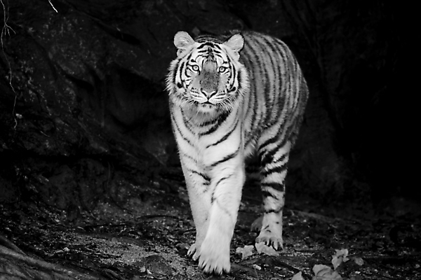 포토 JPG 해외이미지 동물 응시 시선 얼굴 야생동물 포유류 자연 털 사람없음 초록색 강 머리 고양이 줄무늬 분노 표현 호랑이 해조류 닫기 보호 위험 큼 사파리 사냥 육식동물 사냥꾼 표범 공격적 시베리아 해외202004 해외포토 직업 감정 컬러 컨셉 무늬 모션 신체부위 반려동물 해양식물 크기 생태계 파일형식 이미지허브