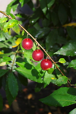 포토 JPG 해외이미지 나무 음식 잎 농업 과일 재료 자연 건강 사람없음 달콤 먹기 상쾌 유기농 자두 채식주의자 해외202004 해외포토 식물 웰빙 감정 산업 모션 맛 생태계 채식 파일형식 이미지허브