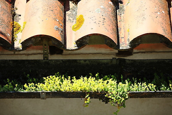 포토 JPG 해외이미지 식물 꽃 오렌지 지붕 날씨 주택 사람없음 갈색 개화 닫기 옥상 지중해 타일 가뭄 옛날 줄서기 해외202004 해외포토 바다 컬러 과일 모션 건물 파일형식 이미지허브