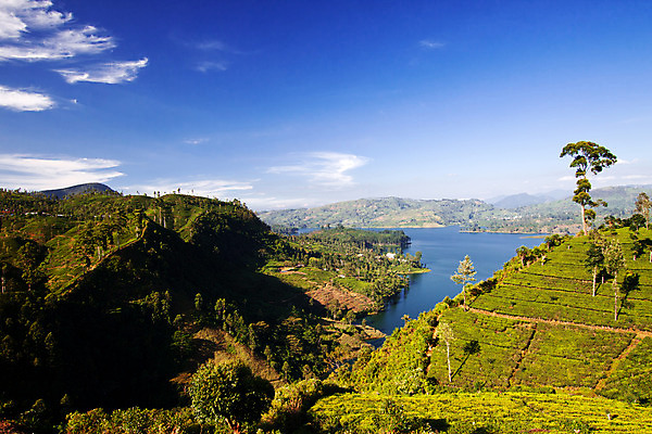 포토 JPG 해외이미지 식물 계절 아시아 여행 백그라운드 잎 밭 농업 자연 산 동양인 풍경 사람없음 야외 초록색 여름 농작물 농장 농경지 환경 계곡 시골 신선 차 땅 언덕 장면 산악지대 밭일 해외202004 해외포토 나라 산업 음료 컬러 인종 생태계 파일형식 이미지허브
