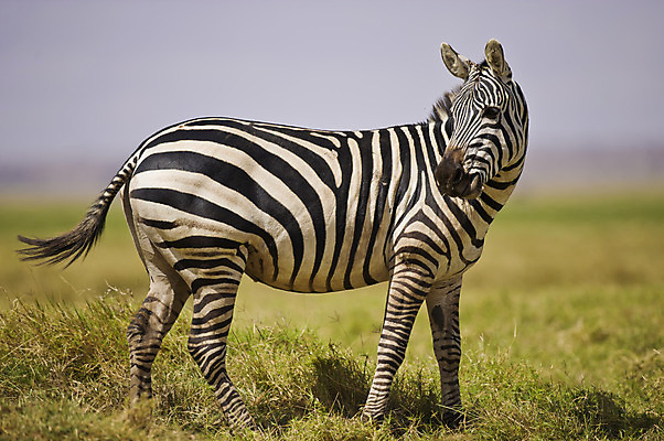포토 JPG 해외이미지 야생동물 포유류 아프리카 흑백 국립공원 사람없음 가로 줄무늬 얼룩말 케냐 해외202004 해외포토 동물 공원 나라 무늬 촬영기법 말_동물 파일형식 이미지허브