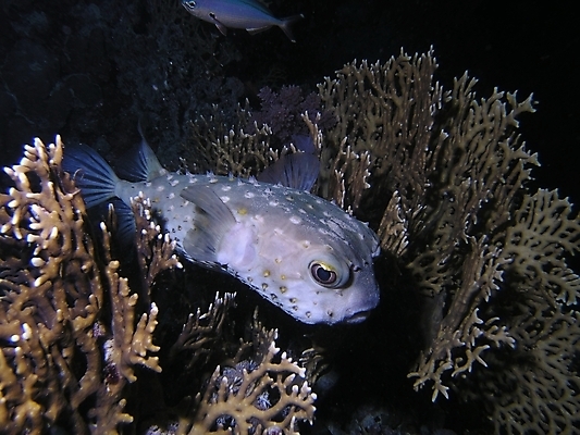 포토 JPG 해외이미지 식물 동물 야생동물 잎 자연 표면 어류 사람없음 물 반사 수중 투명 스노클링 산호 잠수부 다이빙 암초 동물상 해외202004 해외포토 자연요소 조형물 수영 수중동물 수상스포츠 자포동물 전문직 생태계 수중스포츠 파일형식 이미지허브