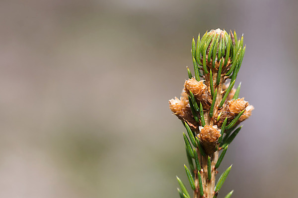 포토 JPG 해외이미지 나무 식물 계절 자연 새로움 사람없음 야외 초록색 새싹 환경 봄 성장 나뭇가지 신선 가시 끝 숲 발사 묘사 상록수 침엽수 전나무 내추럴 가문비나무 해외202004 해외포토 컬러 컨셉 생태계 파일형식 이미지허브