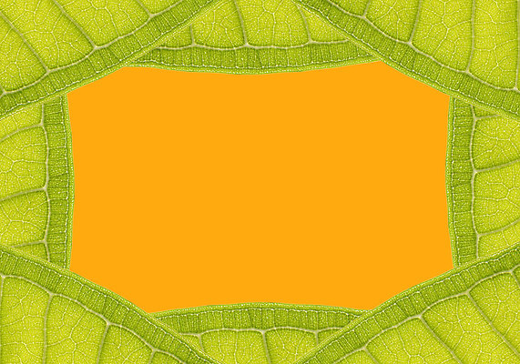 포토 JPG 해외이미지 나무 식물 디자인 계절 줄기 백그라운드 잎 패턴 자연 추상 프레임 세포 건강 미술 사람없음 장식 초록색 환경 공백 활발 신선 척추 순수 묘사 유기농 원예 질감 에메랄드 정맥 내추럴 고립 광합성 생태학 해외202004 해외포토 웰빙 교육 컬러 컨셉 무늬 문화예술 뼈 취미 보석 생태계 혈관 파일형식 이미지허브