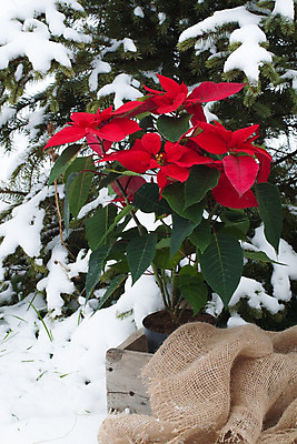 포토 JPG 해외이미지 나무 식물 전통 디자인 계절 꽃 별 화분 벽 백그라운드 잎 크리스마스 겨울 자연 휴가 벽돌 주택 기념 프레임 선물 사람없음 장식 빨간색 초록색 축제 수확 벚꽃 축하 냄비 12월 오브젝트 포인세티아 내추럴 고립 노엘 해외202004 해외포토 자연요소 기념일 컬러 컨셉 농업 건물 날짜 솥 생태계 파일형식 이미지허브