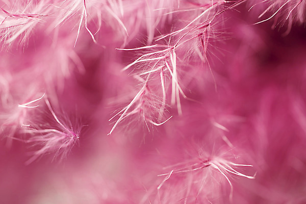 포토 JPG 해외이미지 사람없음 빛 보라색 민들레 부드러움 솜털 해외202004 해외포토 꽃 컬러 감각 파일형식 이미지허브