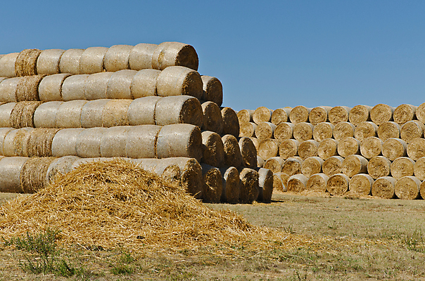 포토 JPG 해외이미지 주간 농업 사람없음 야외 농경지 짚더미 뭉치 해외202004 곤포사일리지 해외포토 자연요소 산업 농장 볏짚 파일형식 더미 이미지허브