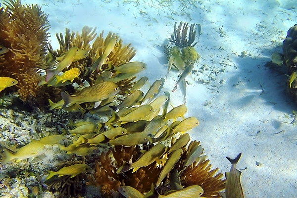 포토 JPG 해외이미지 식물 동물 야생동물 모래 스포츠 바다 섬 백그라운드 학교 자연 휴가 멕시코 어류 풍경 사람없음 물 파란색 컬러풀 노란색 바닷속 수중 수영 탐험 스노클링 산호 다이빙 암초 마야 깊이 소금물 이국적 해외202004 해외포토 자연요소 교육 컬러 북아메리카 수중동물 수상스포츠 자포동물 생태계 마야문명 수중스포츠 파일형식 이미지허브