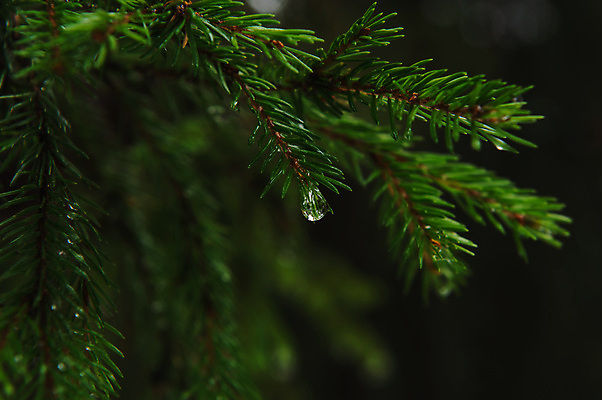 포토 JPG 해외이미지 나무 식물 계절 공원 백그라운드 잎 크리스마스 겨울 자연 새로움 사람없음 야외 목재 장식 초록색 물 빛 환경 봄 젖음 물방울 나뭇가지 신선 소나무 떨어짐 숲 이슬 순수 질감 상록수 전나무 내추럴 이산화탄소 가문비나무 해외202004 해외포토 자연요소 공공시설 기념일 컬러 컨셉 재료 생태계 파일형식 이미지허브