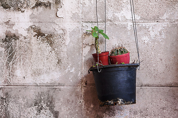 포토 JPG 해외이미지 식물 외관 화분 벽 자연 선인장 주택 매달리기 사람없음 야외 초록색 여름 햇빛 정원 냄비 작음 컨테이너 묘사 토스카나 해외202004 해외포토 계절 산업 컬러 모션 건물 태양 이탈리아 솥 크기 생태계 파일형식 이미지허브