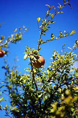 포토 JPG 해외이미지 주간 잎 사람없음 야외 나뭇가지 소프트포커스 과수원 석류 석류나무 해외202004 해외포토 자연요소 나무 식물 농업 과일 촬영기법 파일형식 이미지허브