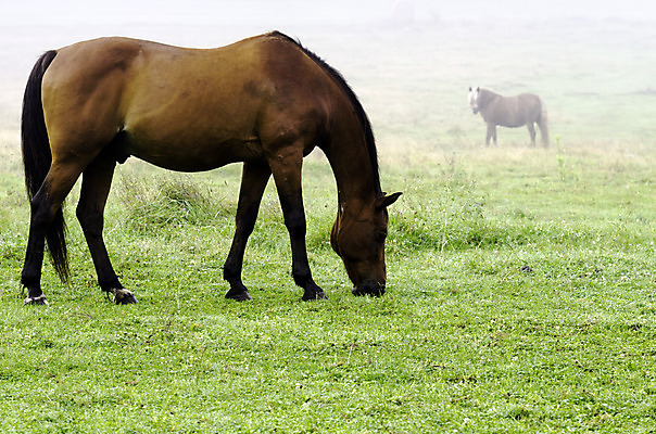 포토 JPG 해외이미지 동물 2 자연 아침 사람없음 야외 초록색 농장 가축 안개 속도 해외202004 해외포토 주간 컬러 농업 날씨 생태계 파일형식 이미지허브