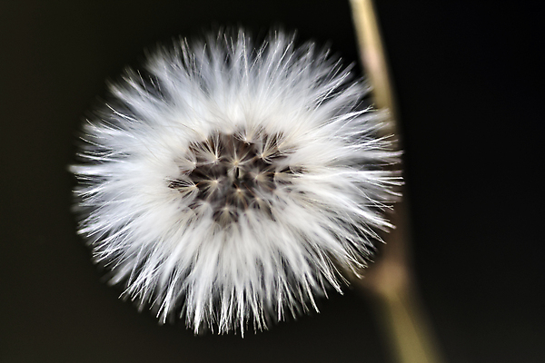 포토 JPG 해외이미지 식물 계절 꽃 친절 선물 사랑 취미 사람없음 물 컬러풀 평화 힘 봄 활발 습기 에너지 자유 성장 시골 인사 신선 개화 수분 순수 원예 꽃가루 부드러움 꿀 완전 해외202004 해외포토 자연요소 감정 컬러 컨셉 예절 감각 가루 파일형식 이미지허브