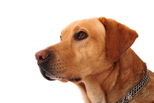 포토 JPG 해외이미지 동물 포유류 성인 사람없음 반려동물 개 자르기 래브라도리트리버 크림 송곳니 고립 기르기 유래 해외202004 해외포토 모션 사람 리트리버 치아 돌봄 파일형식 이미지허브