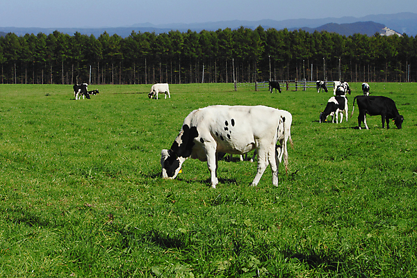 포토 JPG 해외이미지 동물 백그라운드 밭 농업 자연 하늘 흑백 풍경 사람없음 가로 초록색 파란색 농장 일본 가축 소 닫기 밭일 해외202004 해외포토 산업 아시아 컬러 포유류 모션 촬영기법 생태계 파일형식 이미지허브