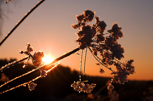 포토 JPG 해외이미지 식물 겨울 자연 하늘 풍경 사람없음 야외 목재 태양 일몰 나뭇가지 저녁 숲 서리 삼림지대 해외202004 해외포토 자연요소 나무 계절 재료 노을 야간 생태계 파일형식 이미지허브