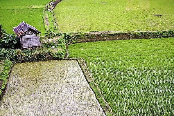 포토 JPG 해외이미지 식물 계절 아시아 음식 밭 농업 자연 밥 풍경 사람없음 초록색 경제 농작물 농장 농경지 수확 시골 시리얼 유기농 인도네시아 장면 숙성 해외202004 해외포토 웰빙 나라 산업 컬러 생태계 파일형식 이미지허브
