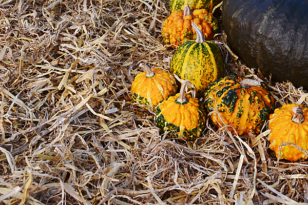 포토 JPG 해외이미지 계절 채소 오렌지 자연 호박 사람없음 장식 초록색 컬러풀 줄무늬 할로윈 수확 가을 시골 볏짚 오브젝트 박 색동 추수감사절 밀짚 카피스페이스 해외202004 해외포토 기독교 컬러 무늬 농업 과일 공백 짚 생태계 파일형식 이미지허브
