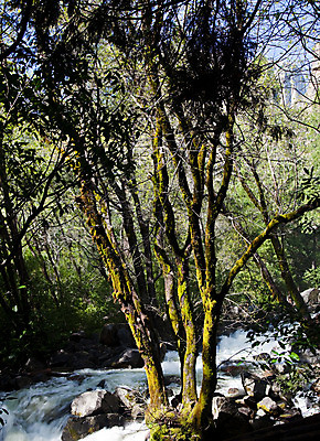 포토 JPG 해외이미지 나무 공원 여행 백그라운드 밭 자연 하늘 산 파노라마 이끼 풍경 사람없음 야외 초록색 물 파란색 강 계곡 맑음 미국 봄 폭포 가을 시골 개울 언덕 캘리포니아 요세미티국립공원 전국 절정 파라다이스 해외202004 해외포토 자연요소 식물 계절 공공시설 컬러 북아메리카 농업 날씨 촬영기법 국립공원 생태계 파일형식 이미지허브