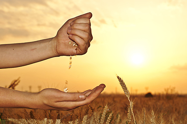포토 JPG 해외이미지 손 음식 줄기 단풍 밭 농업 씨앗 풍경 사람없음 가로 농작물 수확 농촌 황금 떨어짐 예측 밀 조경 보리 먼지 밀짚 해외202004 해외포토 식물 산업 컨셉 잎 곡류 신체부위 시골 짚 파일형식 이미지허브