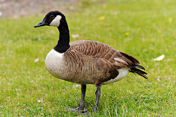 포토 JPG 해외이미지 동물 아이콘 공원 야생동물 음식 날개 오렌지 자연 조류 오리 사람없음 야외 빨간색 초록색 파란색 강 컬러풀 농장 반사 갈색 노란색 머리 계란 수영 목욕 연못 먹기 깃털 부리 거위 계산서 내추럴 해외202004 해외포토 공공시설 컬러 농업 과일 모션 신체부위 알 청결 수상스포츠 생태계 파일형식 이미지허브