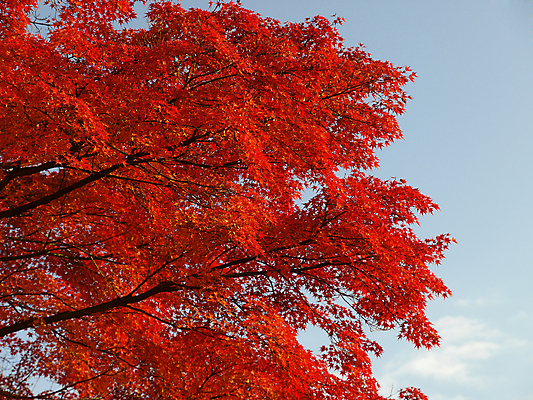 포토 JPG 해외이미지 나무 구름 계절 공원 포스터 아시아 여행 백그라운드 단풍 잎 오렌지 벽지 하늘 날씨 추상 불꽃 따뜻함 그림자 사람없음 야외 빨간색 파란색 빛 정원 일본 맑음 보라색 가을 투명 숲 질감 내추럴 화상 해외202004 해외포토 자연요소 식물 공공시설 나라 컬러 무늬 과일 불 상처 파일형식 이미지허브