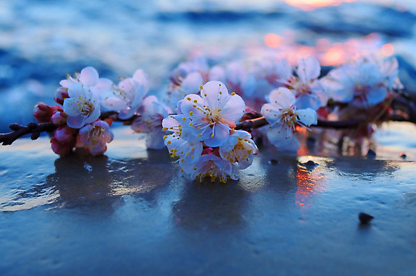 포토 JPG 해외이미지 나무 식물 계절 공원 꽃 바다 분홍색 백그라운드 꽃무늬 자연 하늘 새해 이벤트 사람없음 물 파란색 정원 일본 맑음 축제 봄 벚꽃 흰색 나뭇가지 신선 시간 개화 체리 4월 내추럴 고립 수평선 해외202004 해외포토 자연요소 공공시설 아시아 컬러 무늬 과일 날씨 날짜 생태계 파일형식 이미지허브