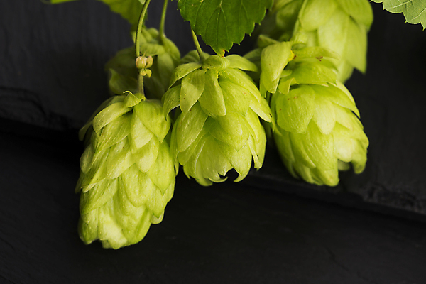 포토 JPG 해외이미지 잎 검은배경 실내 사람없음 세개 해외202004 홉 해외포토 식물 백그라운드 3 내부 검은색 파일형식 이미지허브