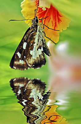 포토 JPG 해외이미지 식물 꽃 나비 꽃무늬 자연 사람없음 초록색 노란색 환경 정원 흰색 허브 해외202004 해외포토 컬러 곤충 무늬 생태계 파일형식 이미지허브