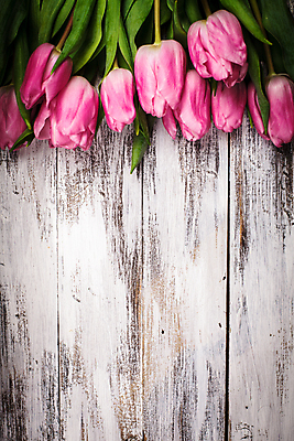 포토 JPG 해외이미지 디자인 꽃 선 분홍색 꽃다발 백그라운드 잎 패턴 자연 탁자 표면 추상 부활절 사람없음 목재 초록색 우주 페인트 봄 줄무늬 회색 튤립 수확 골동품 흰색 시골 인사 판넬 부식 그림 질감 복고 내추럴 그런지 석고 옛날 세련 해외202004 해외포토 나무 식물 계절 기념일 컬러 가구 무늬 농업 재료 예절 생태계 파일형식 이미지허브